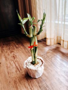 Lucky Bamboo