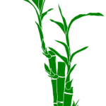 Lucky Bamboo Image