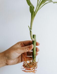 Lucky Bamboo Plant Care