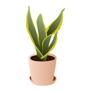 Snake Plant