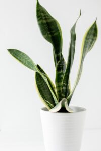 Snake Plant Benefits