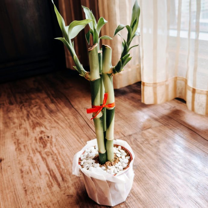 Lucky Bamboo